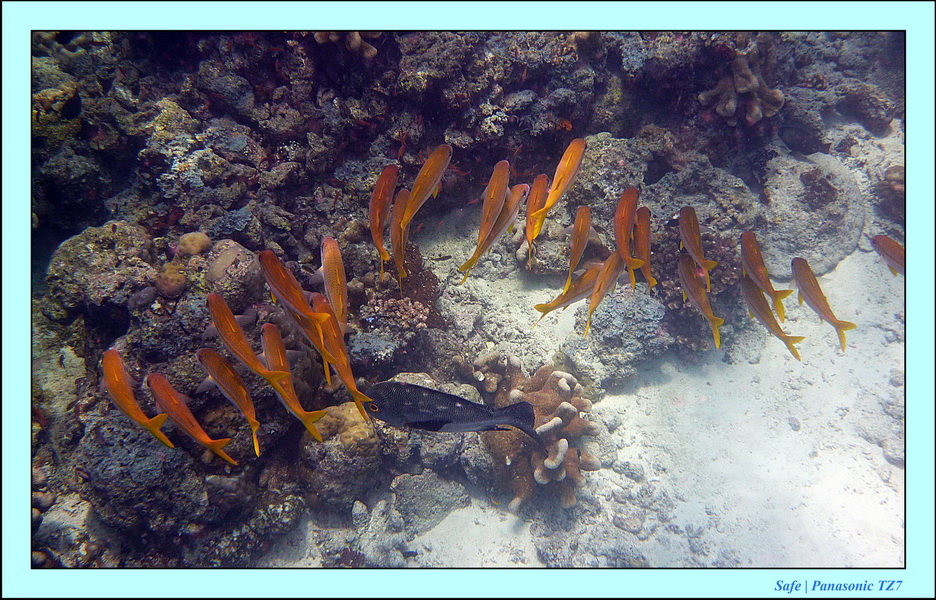 2011 - 08 - Borneo - Sipadan 089